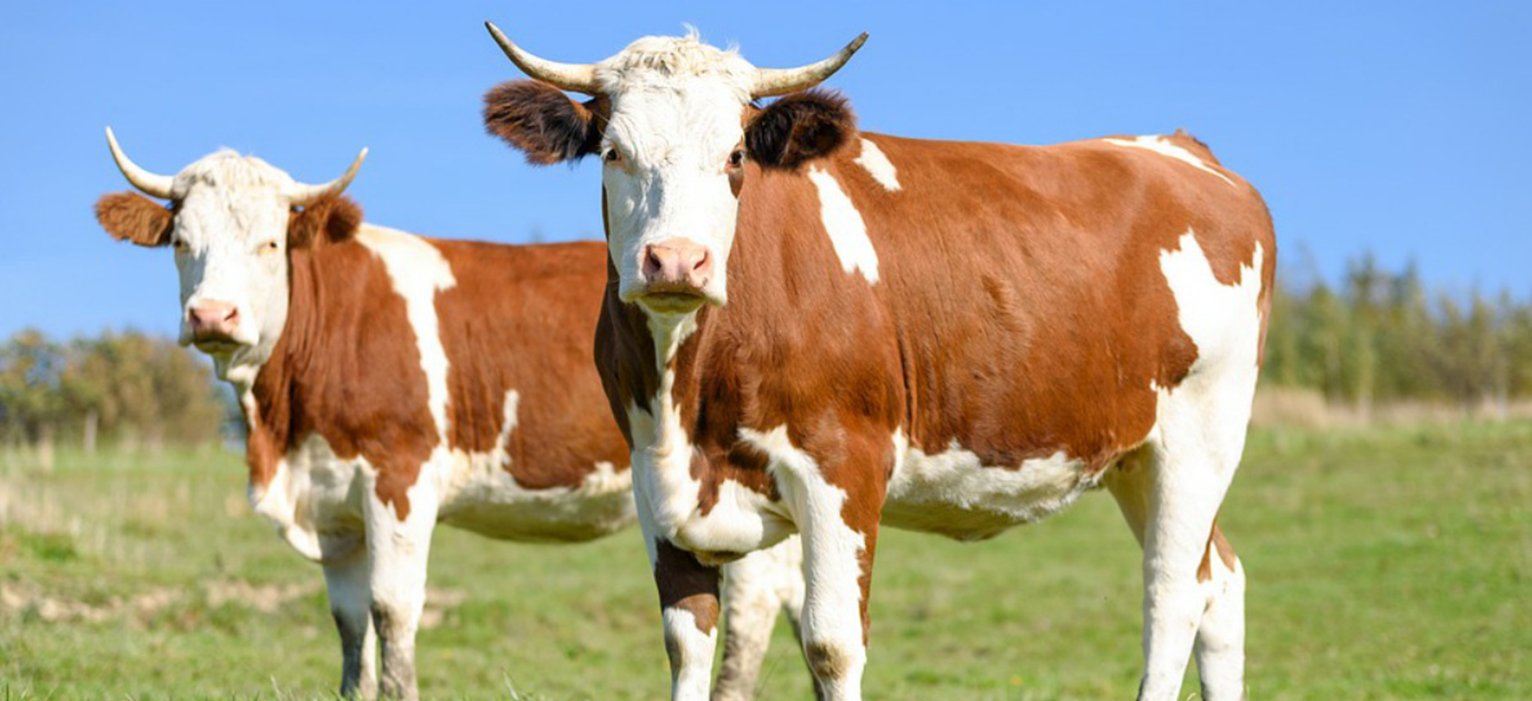 В Хорезме еще одному предприятию вручены международные сертификаты системы менеджмента качества