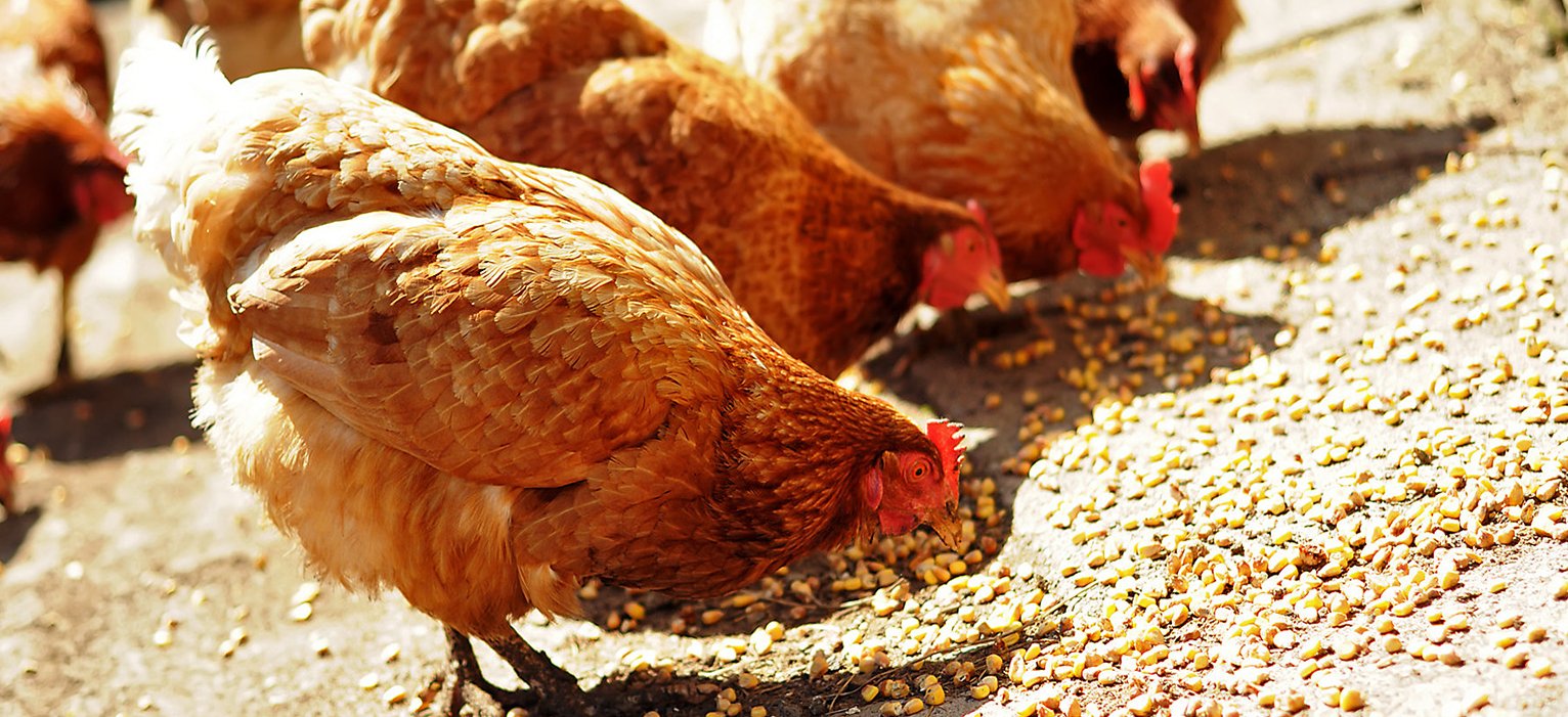 В Ташкенте прошел республиканский этап смотра-конкурса «Ташаббус-2017» на приз Президента Республики Узбекистан. 